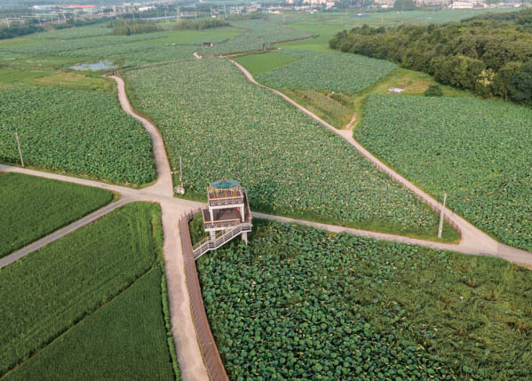 반야월 연근(꽃)단지