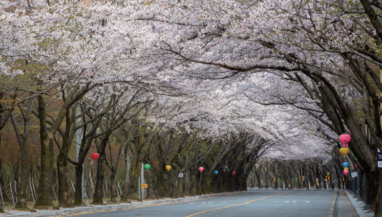 팔공산벚꽃축제
